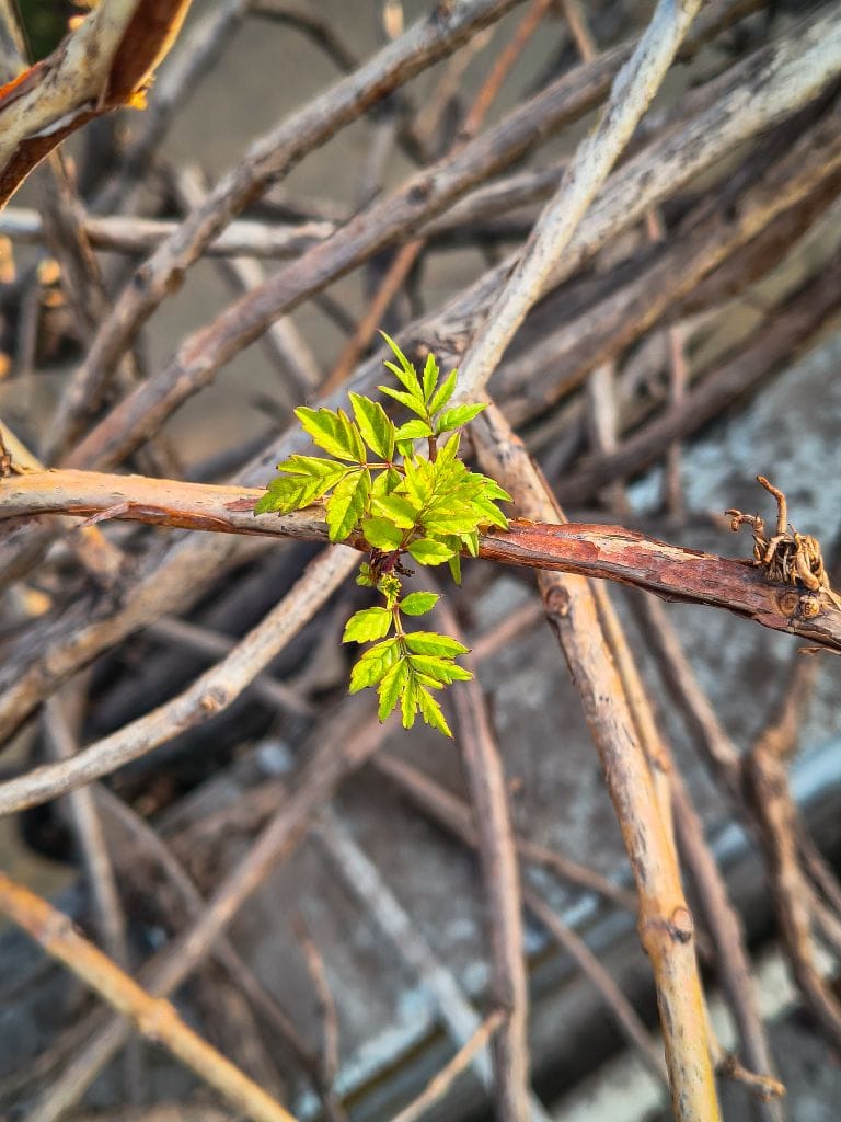 Bright green leaves sprouting from tangled brown vines, showcasing new growth and resilience.