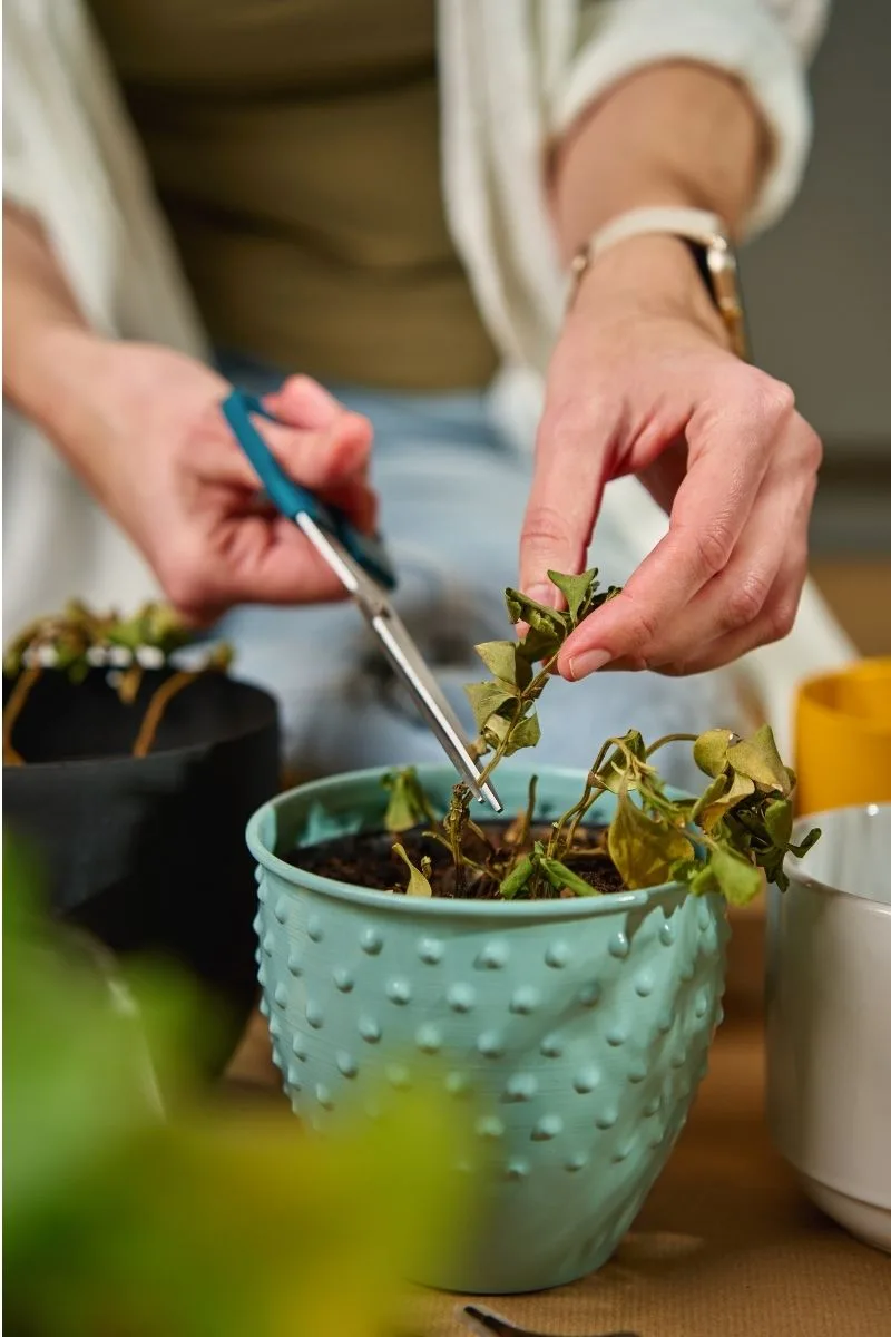 person trimming leaves off a plant in a turquoise pot